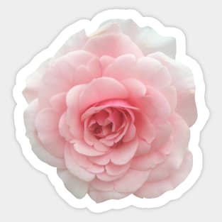 Pink Rose Flower Sticker